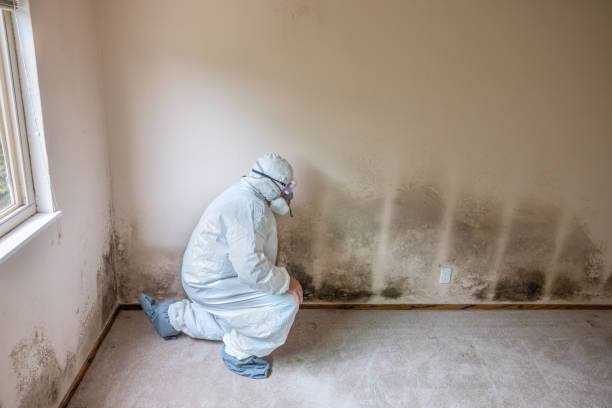 Grafton, ND Mold Remediation Company